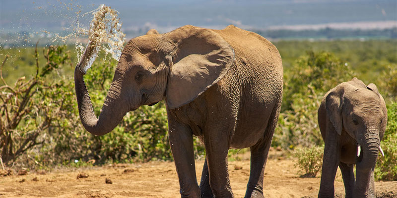 Botswana - Wildes Okavango